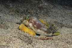 Canthigaster capistrata