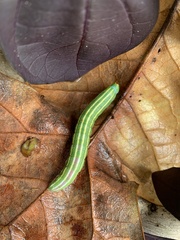 Lapara coniferarum