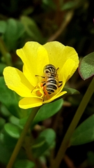 Eristalinus megacephalus