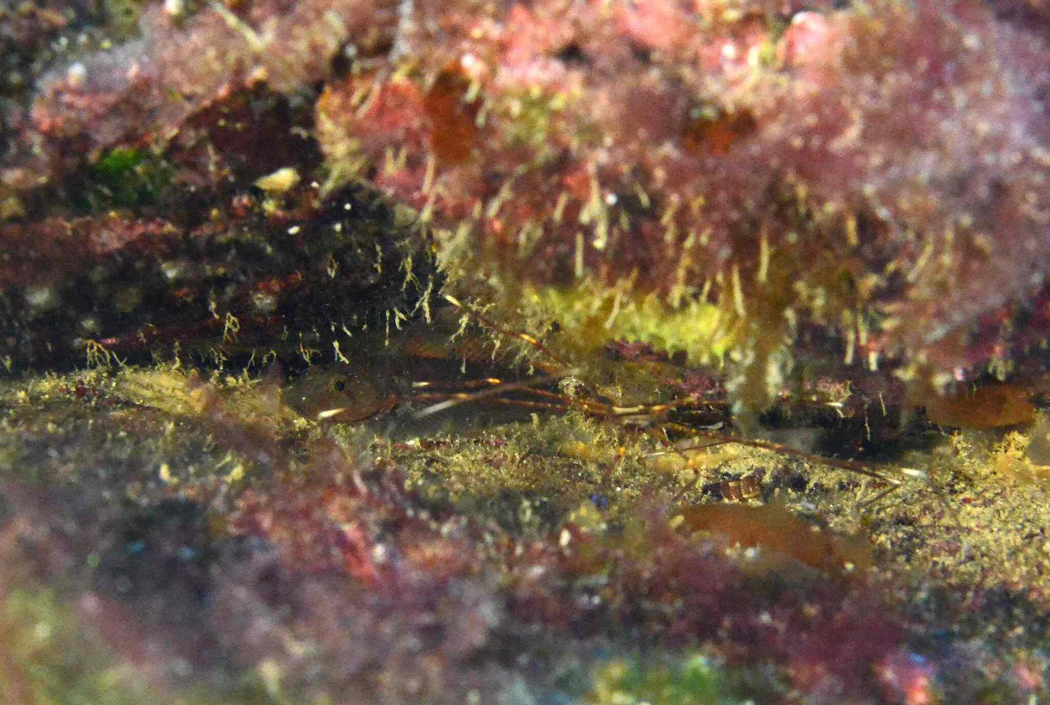 Brito's Goby photo 3