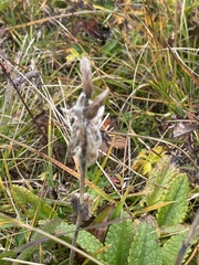 Dracocephalum grandiflorum