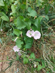 Calystegia sepium spectabilis