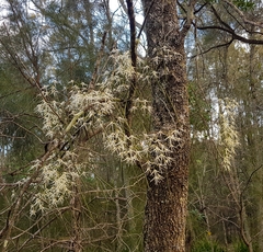 Dendrobium teretifolium