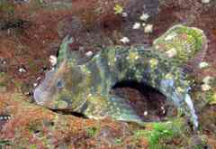 Coryphoblennius galerita