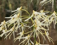 Dendrobium teretifolium