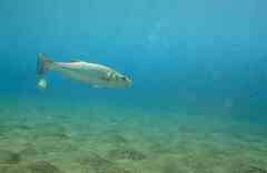 Dicentrarchus labrax