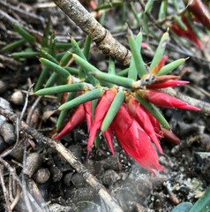 Stenanthera conostephioides