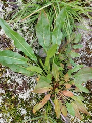 Rumex acetosa