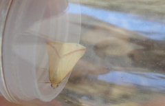 Rhodometra sacraria