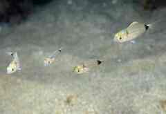 Diplodus vulgaris
