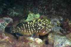 Epinephelus marginatus