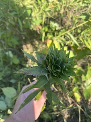 Procecidochares atra