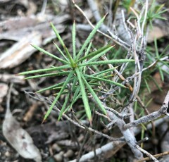 Persoonia juniperina