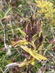 Gentiana dschungarica