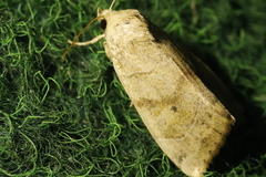 Cosmia trapezina