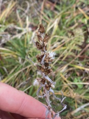 Omalotheca sylvatica