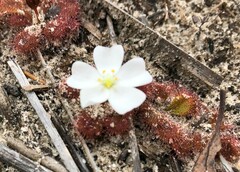Drosera aberrans