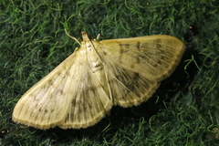 Patania ruralis