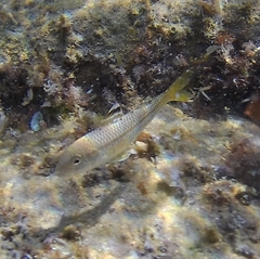 Mullus surmuletus