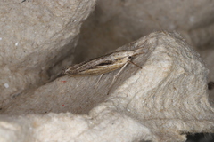 Pediasia trisecta