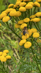 Eristalis pertinax