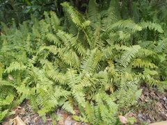 Nephrolepis hirsutula