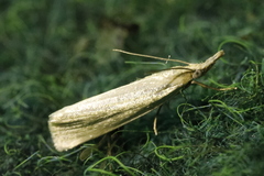 Crambus perlella