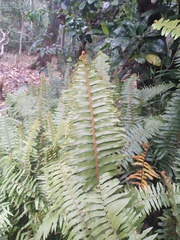 Nephrolepis hirsutula