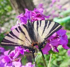 Iphiclides podalirius