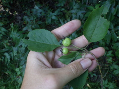 Malus sylvestris