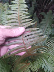 Nephrolepis hirsutula