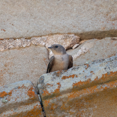 Ptyonoprogne rupestris