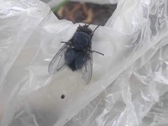 Calliphora vicina