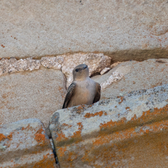 Ptyonoprogne rupestris