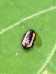 Phyllotreta striolata