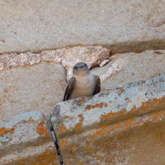 Ptyonoprogne rupestris