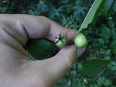 Malus sylvestris