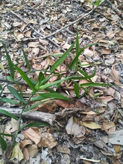 Flagellaria indica