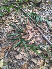 Flagellaria indica