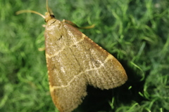 Hypsopygia glaucinalis