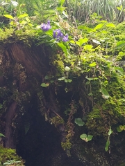 Gentiana asclepiadea