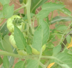 Solanum lycopersicum image