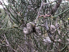 Hakea rostrata