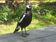 Gymnorhina tibicen