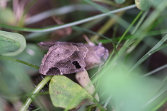 Plagiomimicus pityochromus