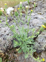 Senecio viscosus