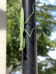 Tenodera angustipennis