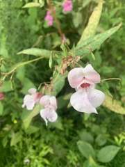 Impatiens glandulifera