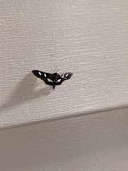 Desmia funeralis