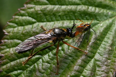 Dioctria rufipes